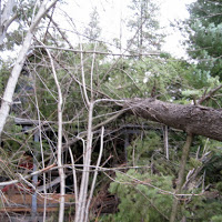 Tree Damage
