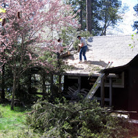 Tree Damage
