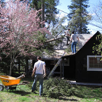 Tree Damage