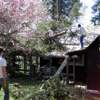 Tree Damage