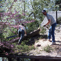 Tree Damage
